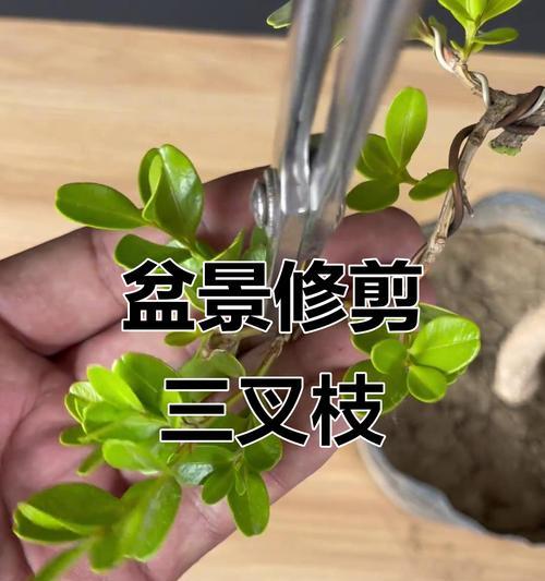 吊根盆景修剪技巧有哪些？如何打造美观的盆景造型？