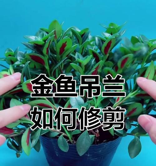 吊根盆景修剪技巧有哪些？如何打造美观的盆景造型？