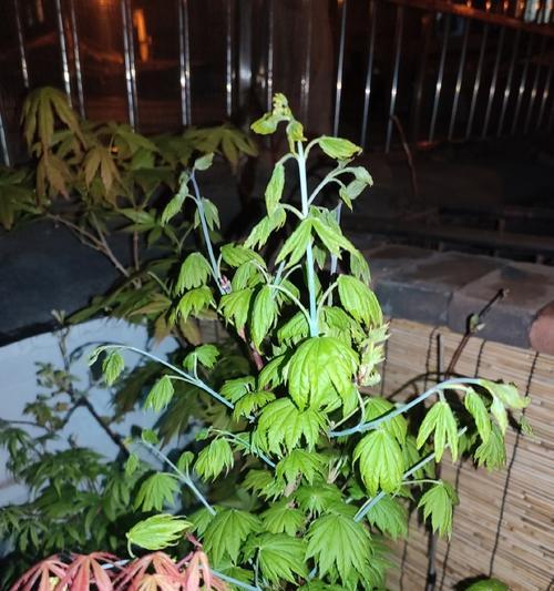 复兴观赏植物的种类有哪些？