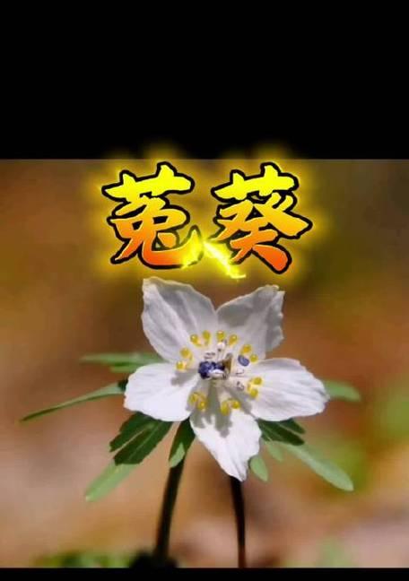 复兴观赏植物的种类有哪些？