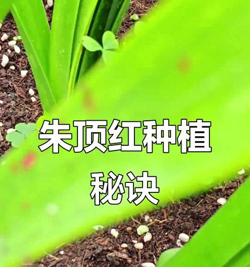 种植朱顶红哪种土壤更合适？如何选择合适的土壤？