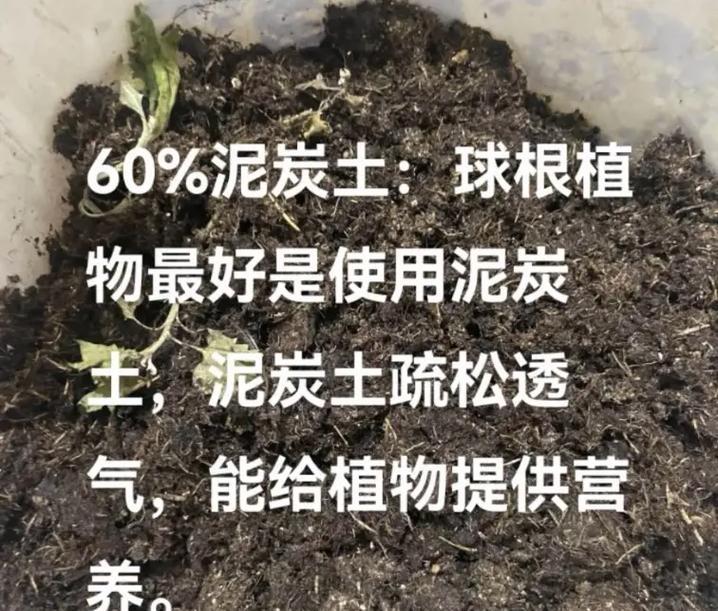 种植朱顶红哪种土壤更合适？如何选择合适的土壤？