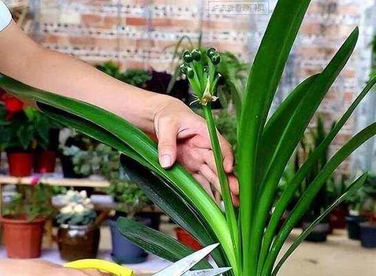 君子兰在哪个季节剃头最合适？