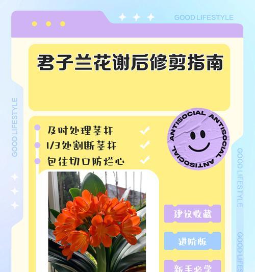 君子兰在哪个季节剃头最合适？