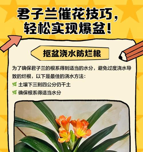 君子兰从小怎么养殖方法？养殖君子兰的秘诀是什么？