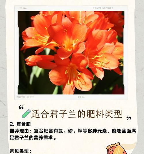 君子兰从小怎么养殖方法？养殖君子兰的秘诀是什么？