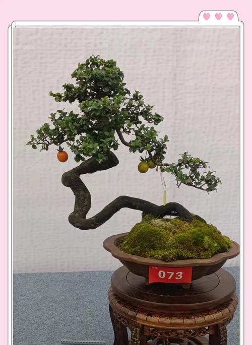 水圆树桩盆景的养护技巧有哪些？