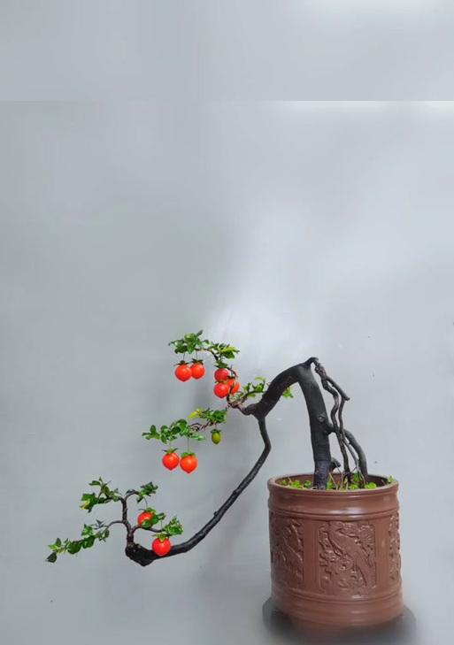 水圆树桩盆景的养护技巧有哪些？