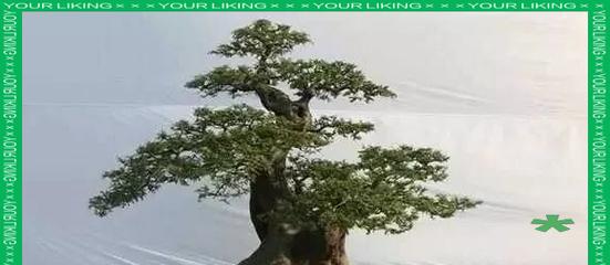 水圆树桩盆景的养护技巧有哪些？