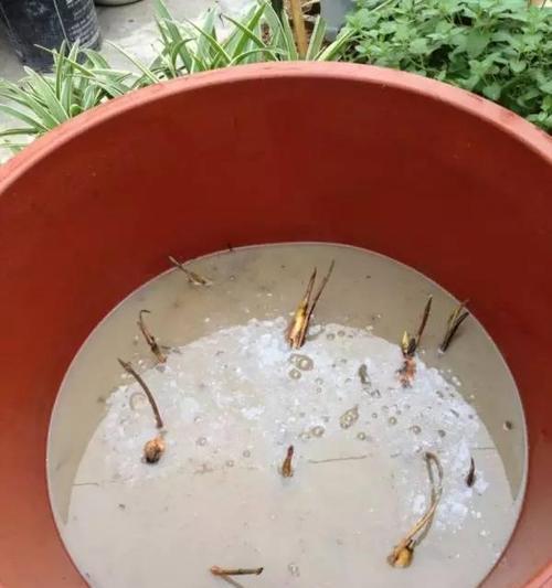 自制水缸荷叶肥料的方法是什么？