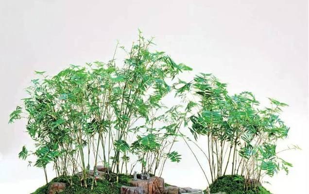 观音竹叶子发黄枯萎怎么修剪？修剪后如何促进新芽生长？