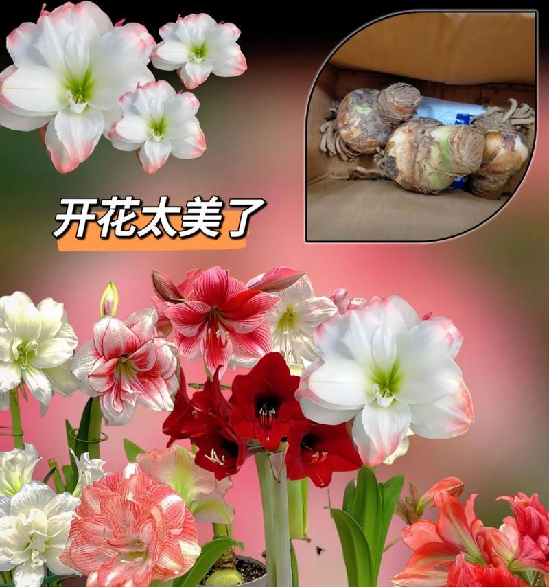 南非球朱顶红与荷兰球的区别是什么？