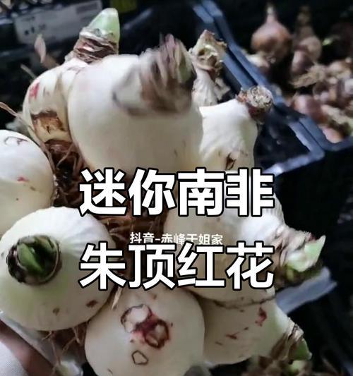 南非球朱顶红与荷兰球的区别是什么？