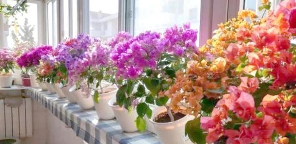 阳台花卉的摆放和选择有什么讲究？