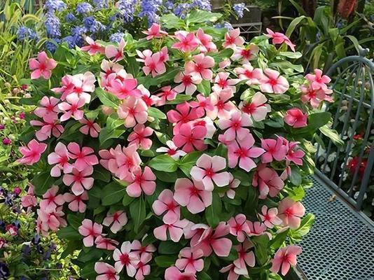 阳台适合种植哪些大型花卉？什么花可以直接放在阳台上养护？