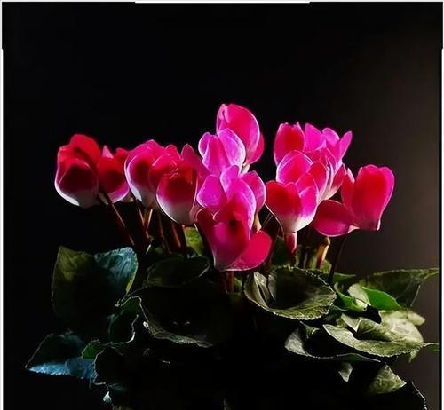 阳台适合种植哪些大型花卉？什么花可以直接放在阳台上养护？