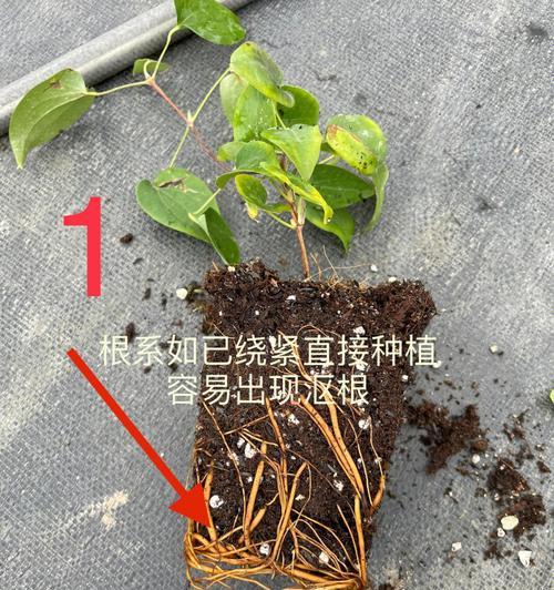 铁线莲乌托邦栽种方法？如何正确进行？