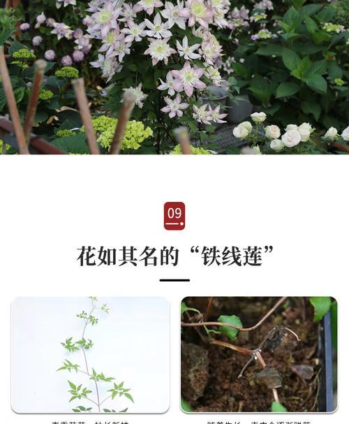 铁线莲乌托邦栽种方法？如何正确进行？