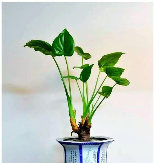 15度温度下适宜生长的观赏植物有哪些？