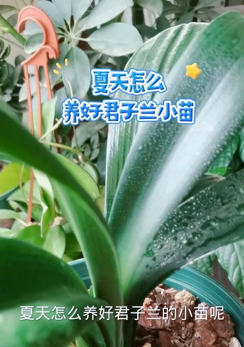 君子兰频繁出小苗原因？如何控制繁殖？