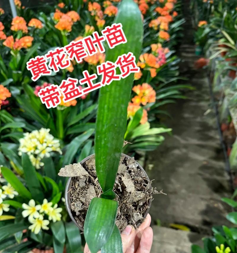 君子兰频繁出小苗原因？如何控制繁殖？