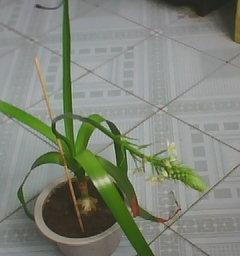 球茎回香如何制作盆景？制作球茎回香盆景的步骤和技巧是什么？