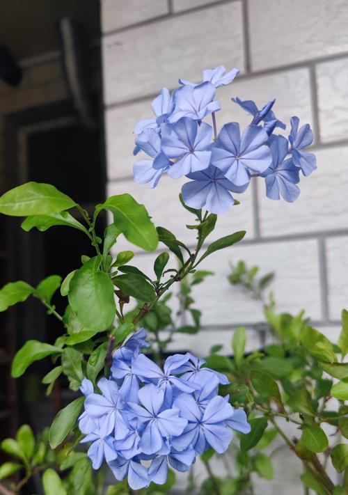 阳台花卉生长缓慢可能的原因是什么？