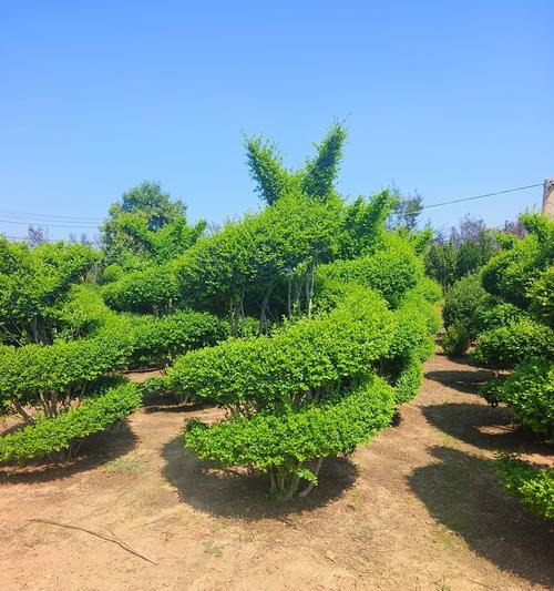 观赏植物产品特点是什么？如何选择适合的观赏植物？