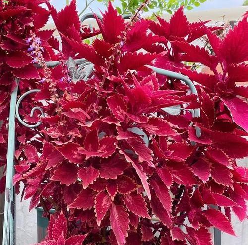 观赏植物产品特点是什么？如何选择适合的观赏植物？