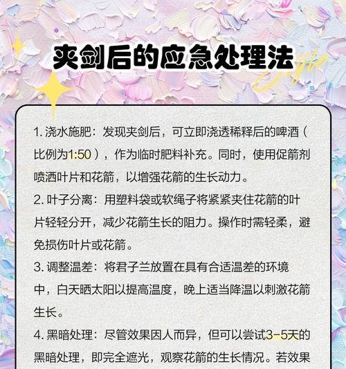 君子兰夹箭用什么催长？如何解决君子兰夹箭的问题？