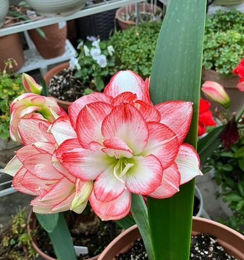 双龙朱顶红花语及其象征意义是什么？