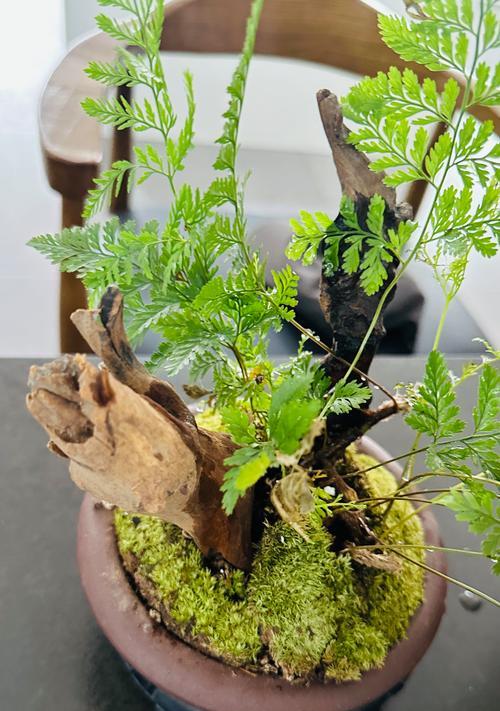 盆景可以加骨粉吗？如何正确添加？