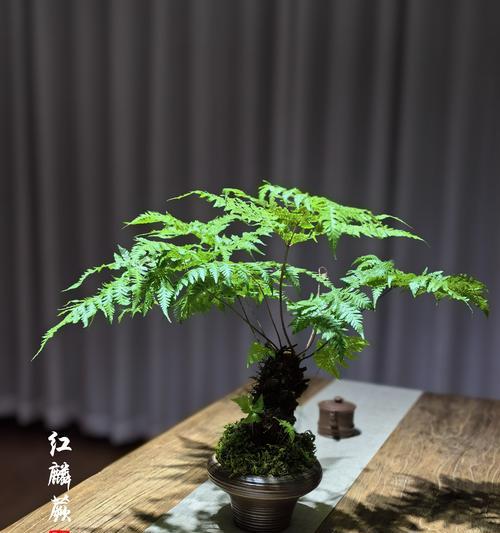 盆景可以加骨粉吗？如何正确添加？