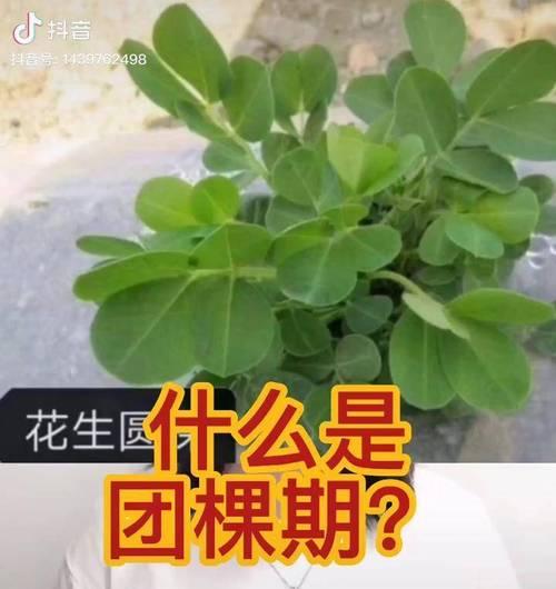 刺骨茄栽培的有效技术是什么？如何提高产量？