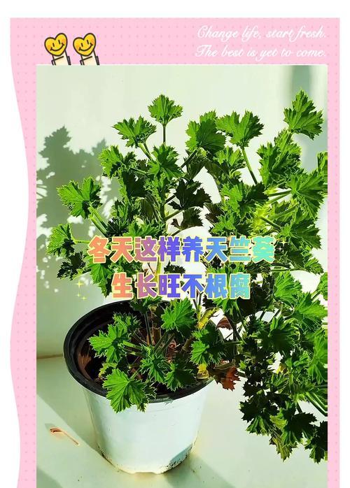 修枝剪天竺葵的方法是什么？