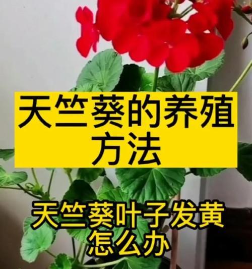 修枝剪天竺葵的方法是什么？