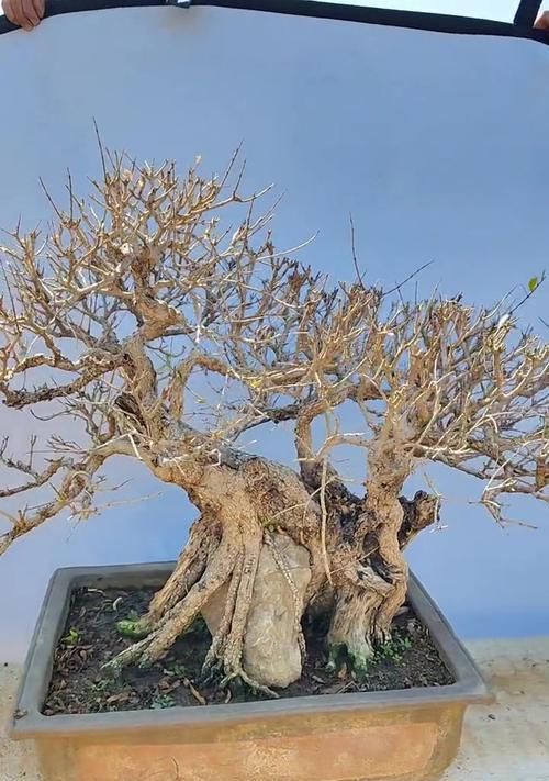 石榴盆景红芽的养护方法是什么？