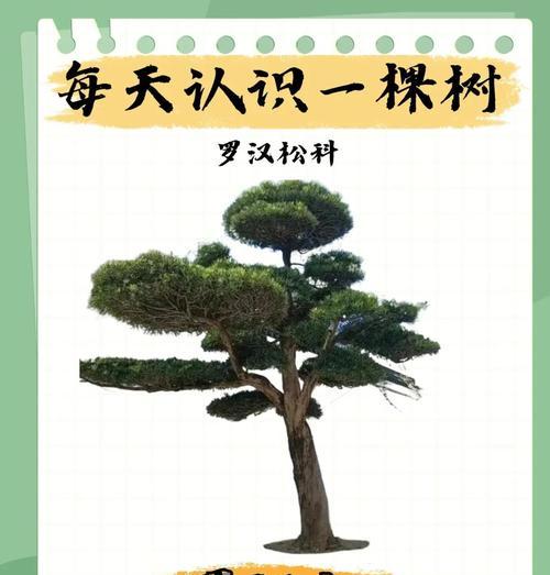 大班观赏植物有哪些？如何选择适合的品种？