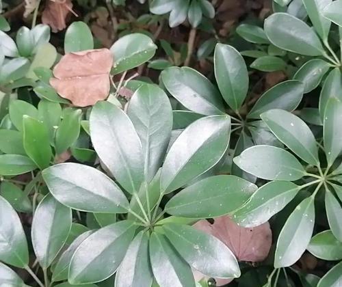 大班观赏植物有哪些？如何选择适合的品种？