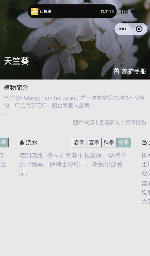 野兽天竺葵春季养护指南？春天如何正确养护野兽天竺葵？