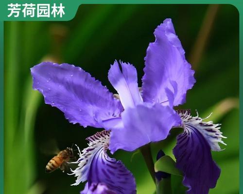 哪些蓝色花朵适合水生植物种植？