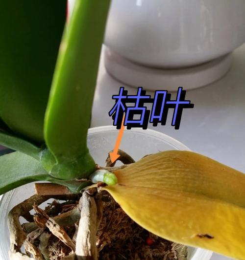 君子兰老根处理？如何处理剩余的老根？