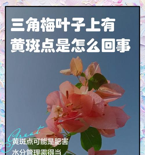 三角梅淋雨后叶子发黑的原因是什么？