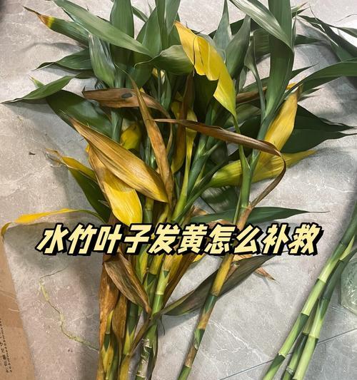 富贵竹叶子和根部同时发黄如何处理？