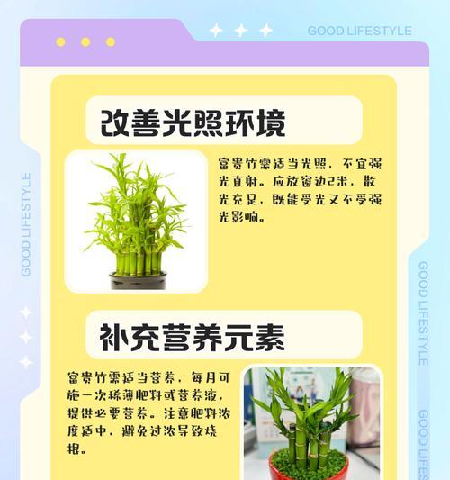 富贵竹叶子和根部同时发黄如何处理？