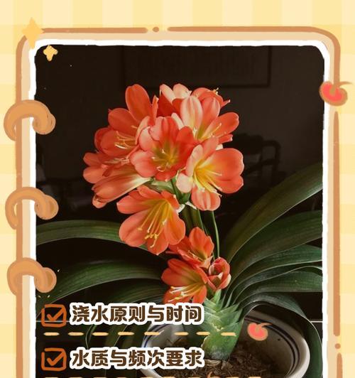 君子兰烂心子怎么回事？怎样进行救治？