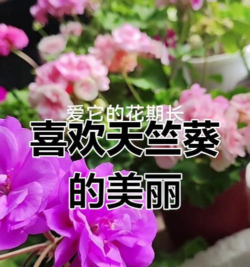 家庭养护天竺葵的方法是什么？如何保持其健康生长？