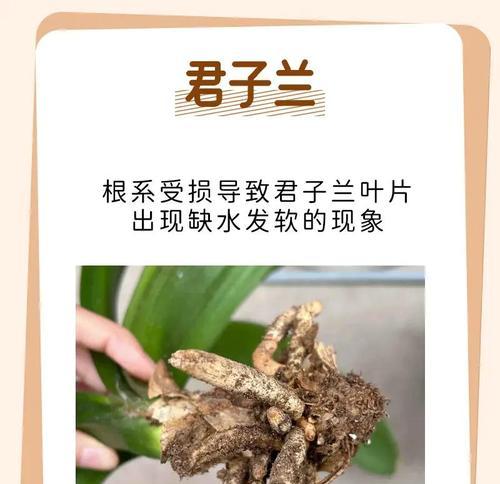 君子兰叶片老化应如何处理？