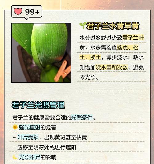 君子兰叶片老化应如何处理？