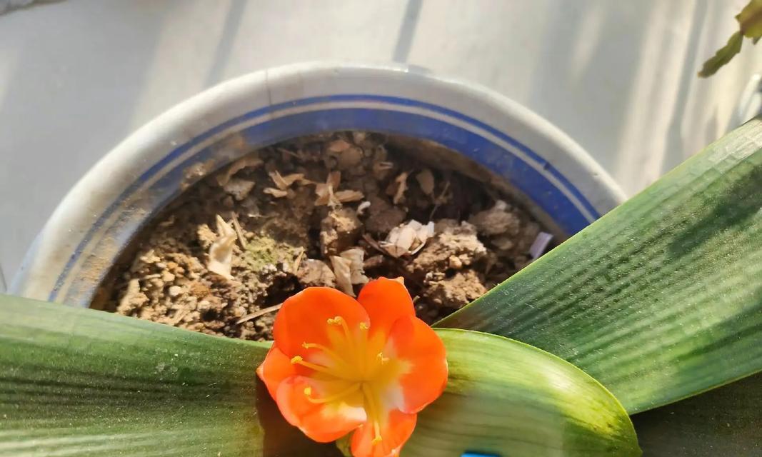 君子兰怎么算花败了？君子兰开花后如何处理？